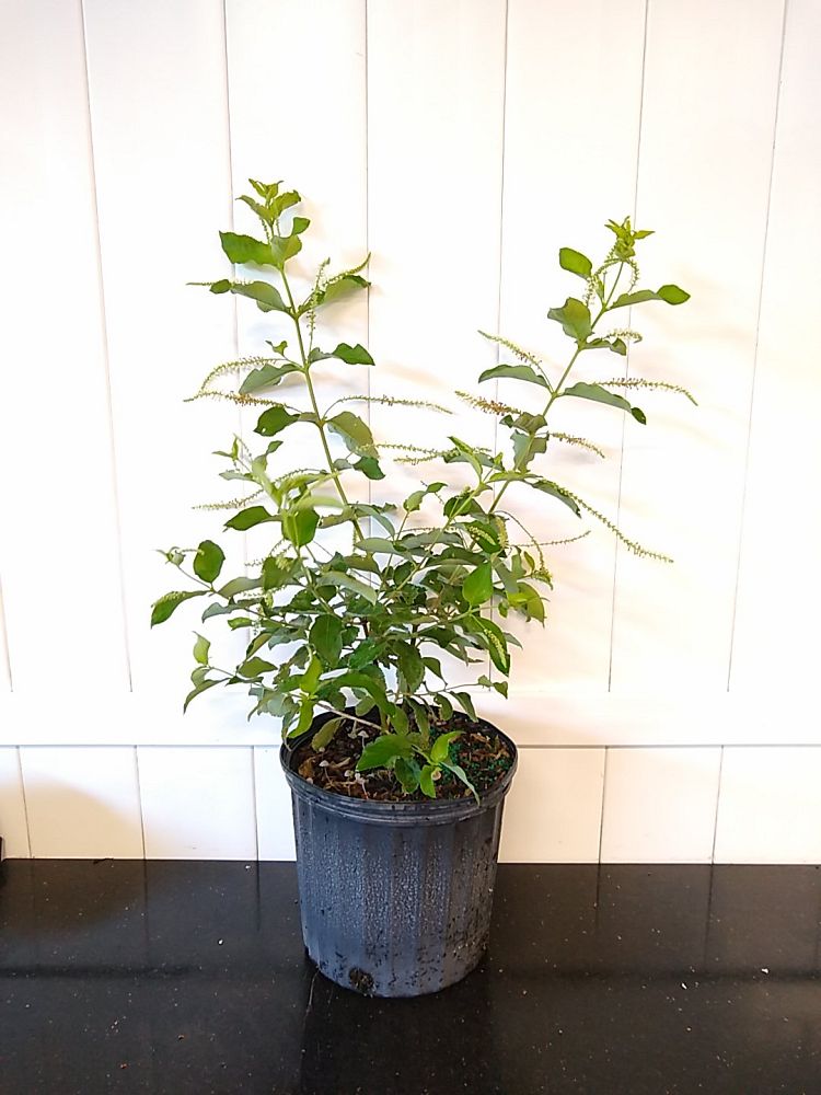 Buy Aloysia Virgata, Sweet Almond Bush Online | Get 10% OFF