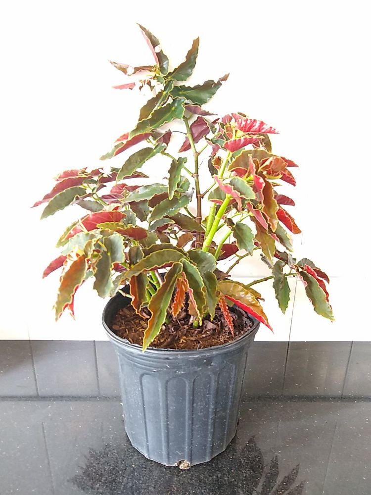 Begonia ‘Angel Wing Pink with Red Leaf’, Angel Wing Begonia | PlantVine