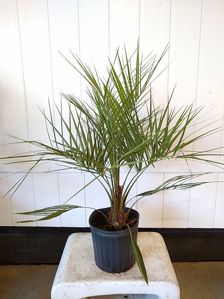 Buy Butia capitata, Cocos australis, Pindo Palm, Wine Palm, Jelly Palm ...