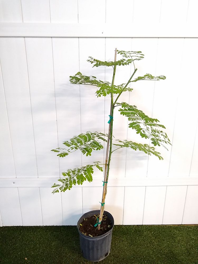 Pride of Barbados | PlantVine