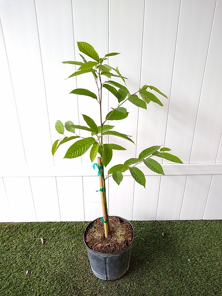 Ylang-Ylang Tree | PlantVine