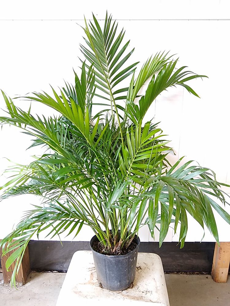 Buy Cat Palm, Chamaedorea cataractarum | Free Shipping over $100