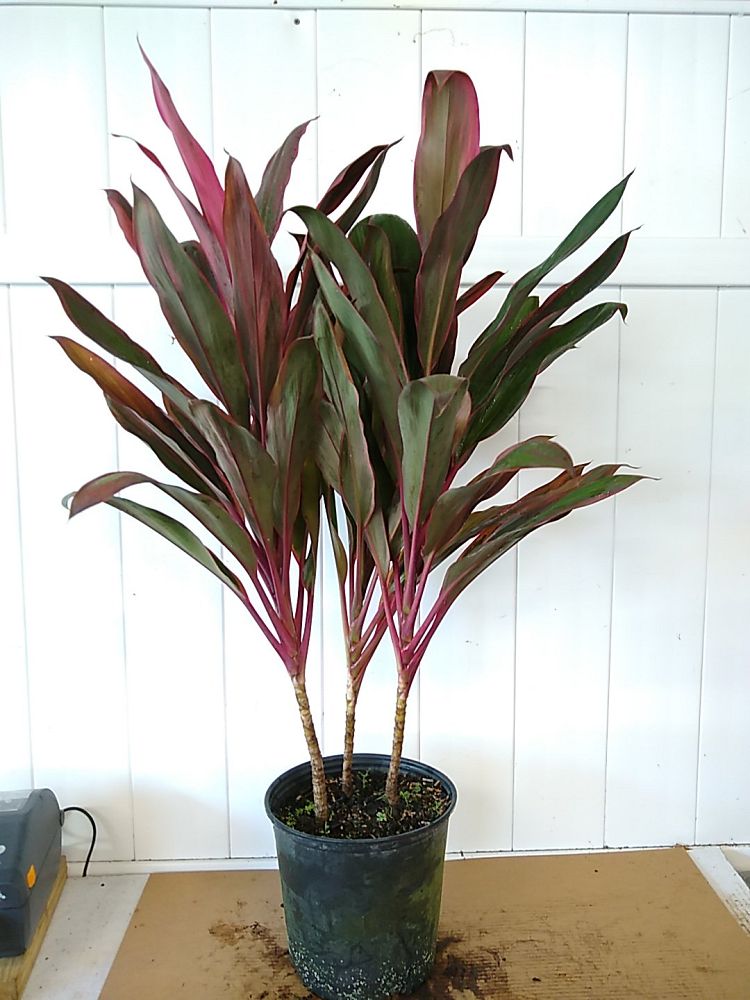 Buy Cordyline Fruticosa 'maria', Ti Plant, Cordyline Terminalis 