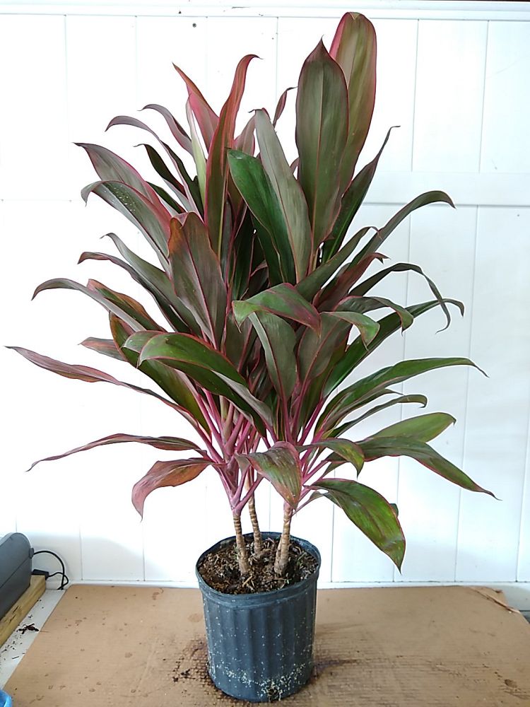 Buy Cordyline fruticosa 'Maria', Ti Plant, Cordyline terminalis ...