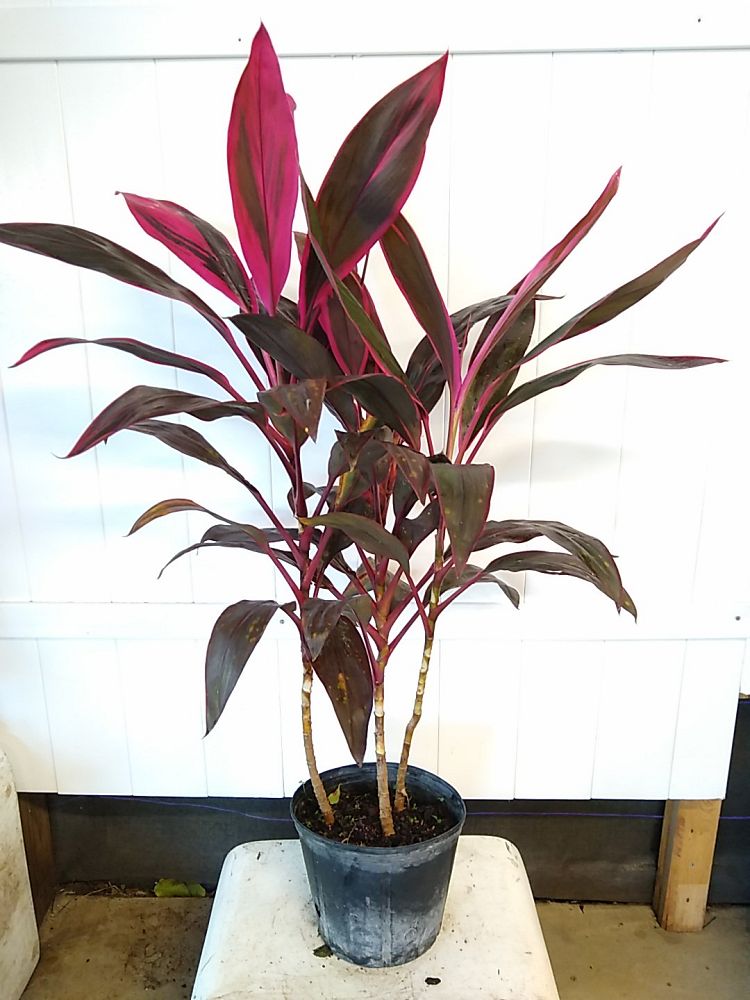 Buy Cordyline Fruticosa 'maria', Ti Plant, Cordyline Terminalis 