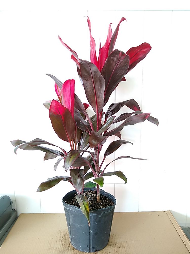 Buy Cordyline fruticosa 'Maria', Ti Plant, Cordyline terminalis ...