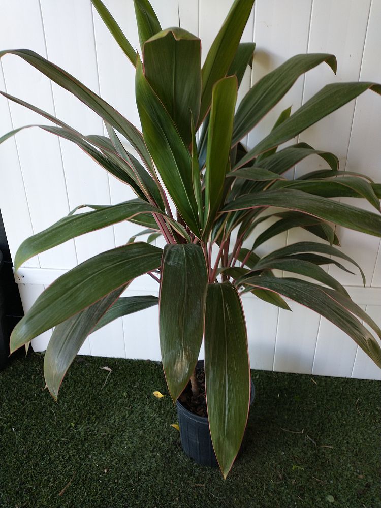 Cordyline fruticosa ‘Pink Diamond’ | PlantVine