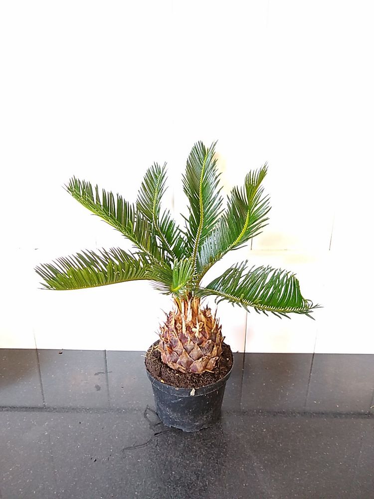 Cycas revoluta, King Sago Palm, Cycad | PlantVine