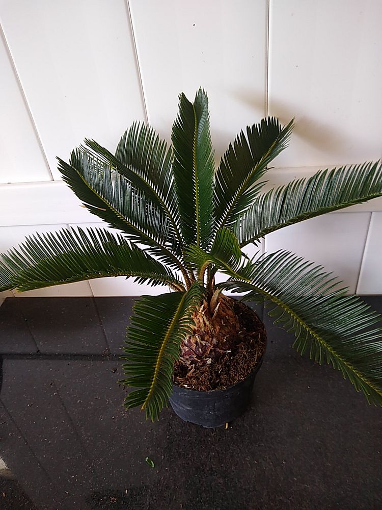 King Sago Palm | PlantVine