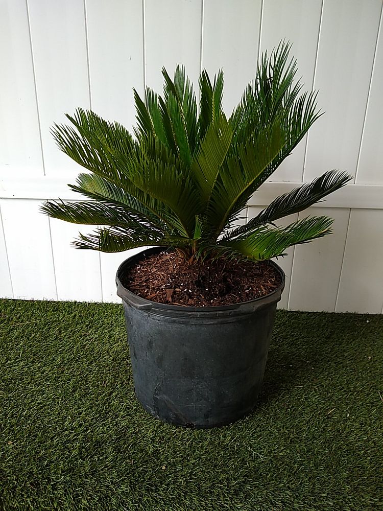 King Sago Palm | PlantVine