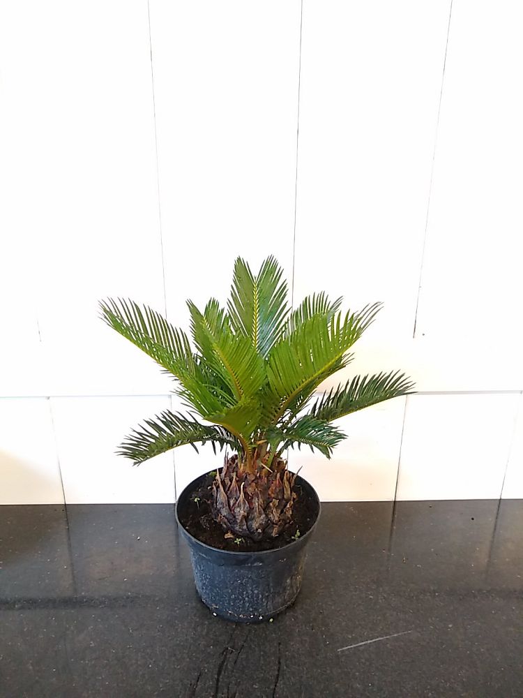 King Sago Palm | PlantVine