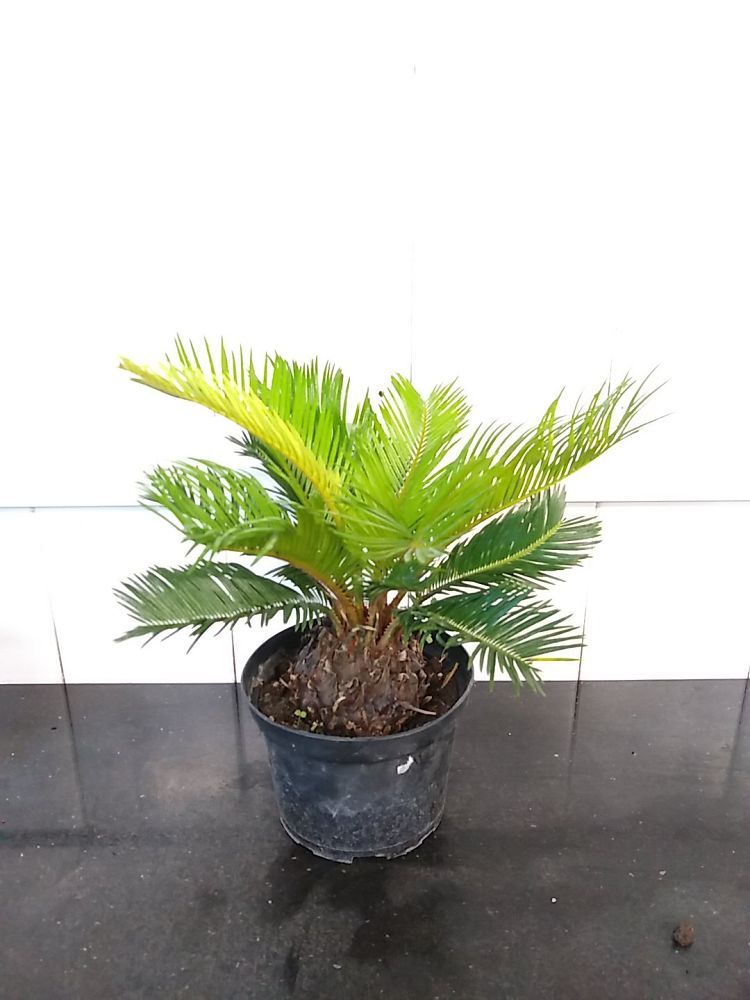 King Sago Palm | PlantVine