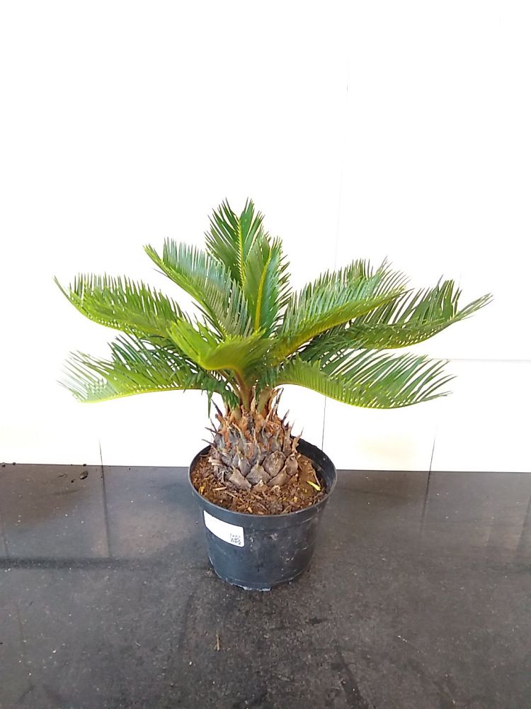 King Sago Palm | PlantVine