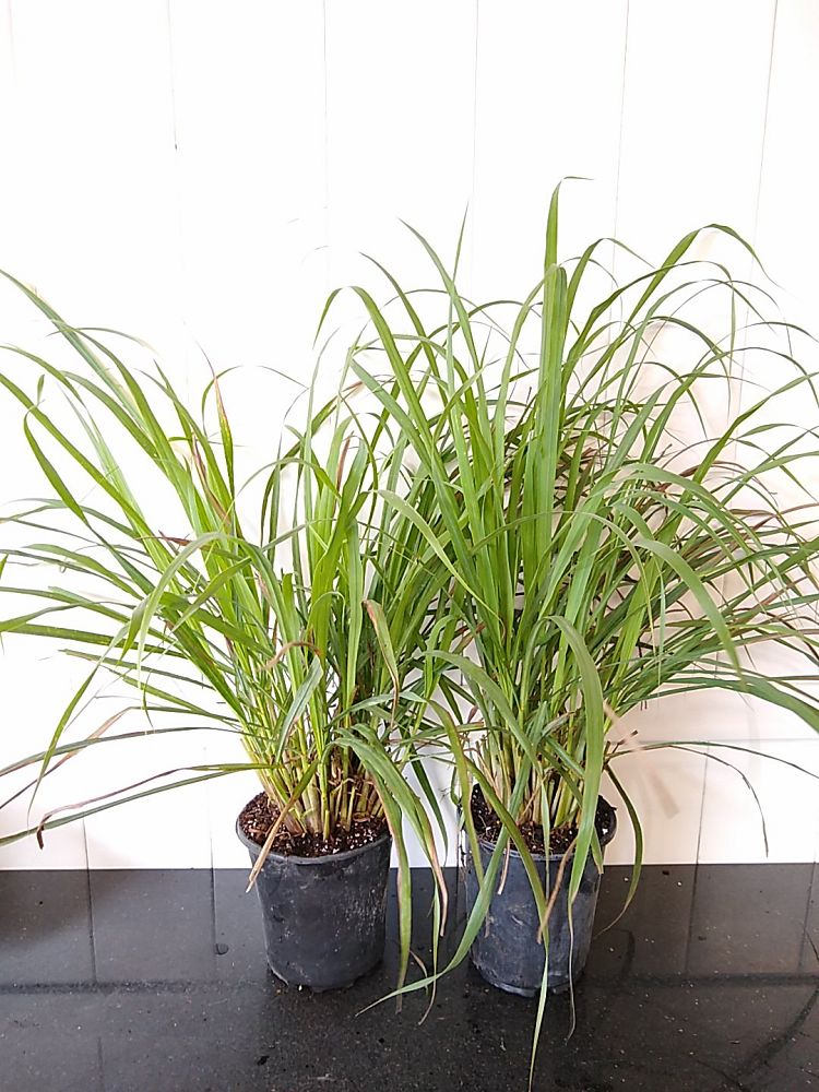 Cymbopogon citratus, Lemongrass | PlantVine