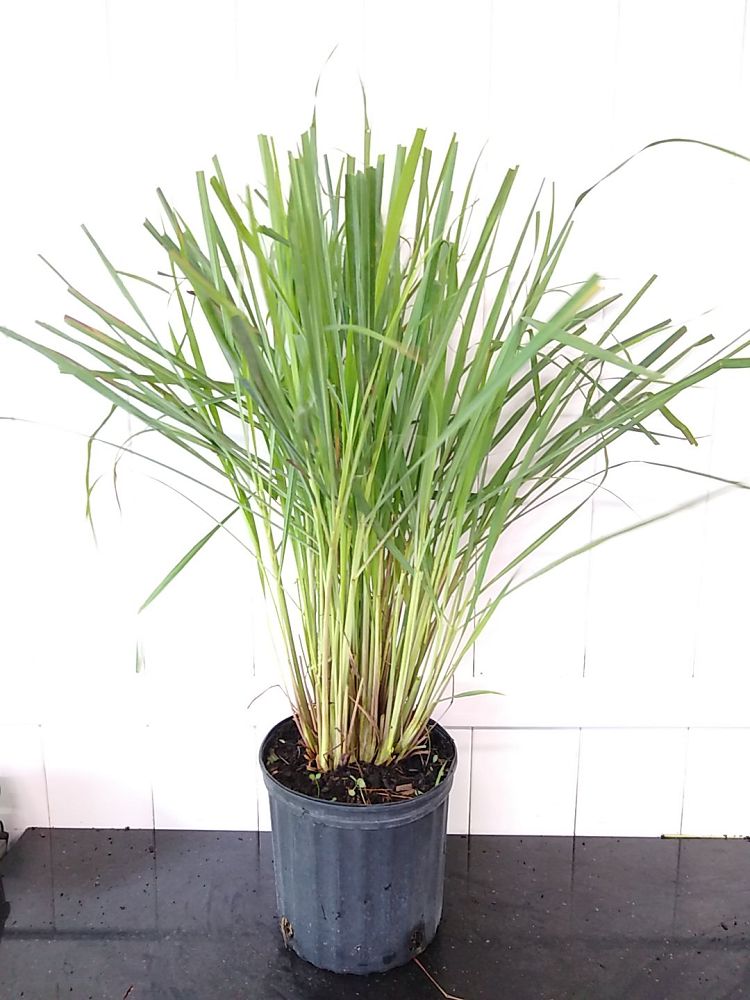 Cymbopogon citratus, Lemongrass | PlantVine