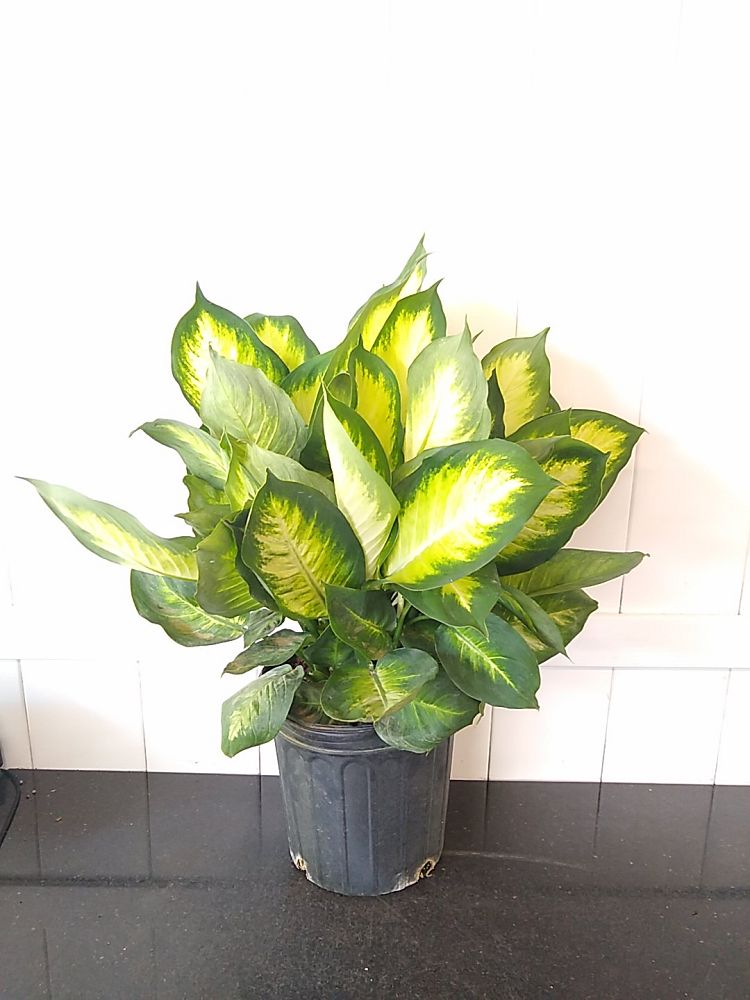 Dieffenbachia ‘Tropic Marianne’, Dumb Cane | PlantVine