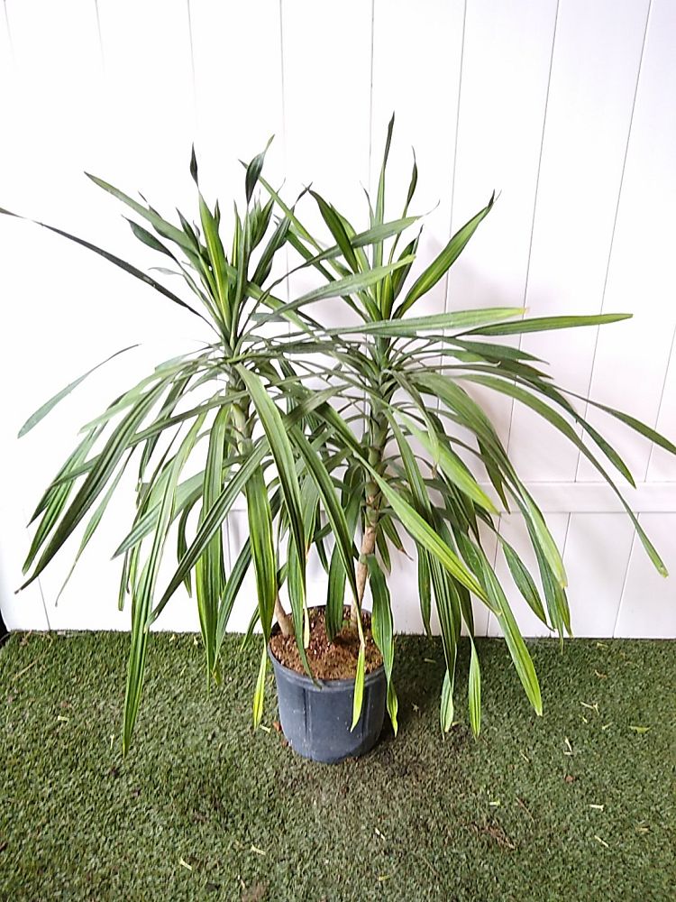 Rikki Cane Plant | PlantVine