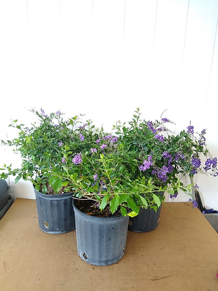 Duranta erecta ‘Sapphire Showers’, Golden Dewdrop, Duranta Repens ...