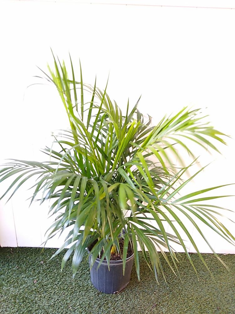 Dypsis lutescens, Areca Palm | PlantVine