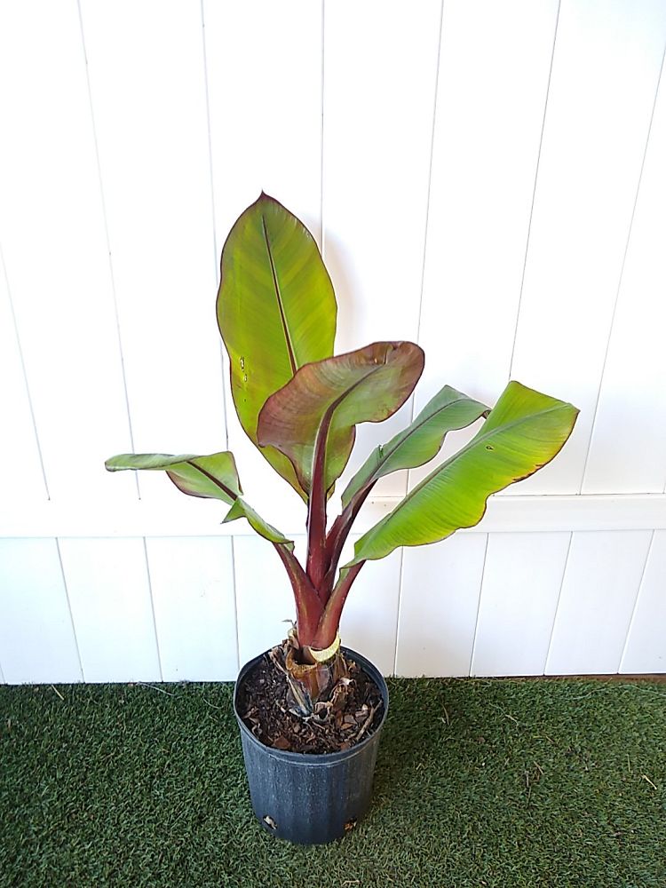 Ensete ventricosum ‘Maurelii’, Musa maurelii, Maurelii Red Banana ...