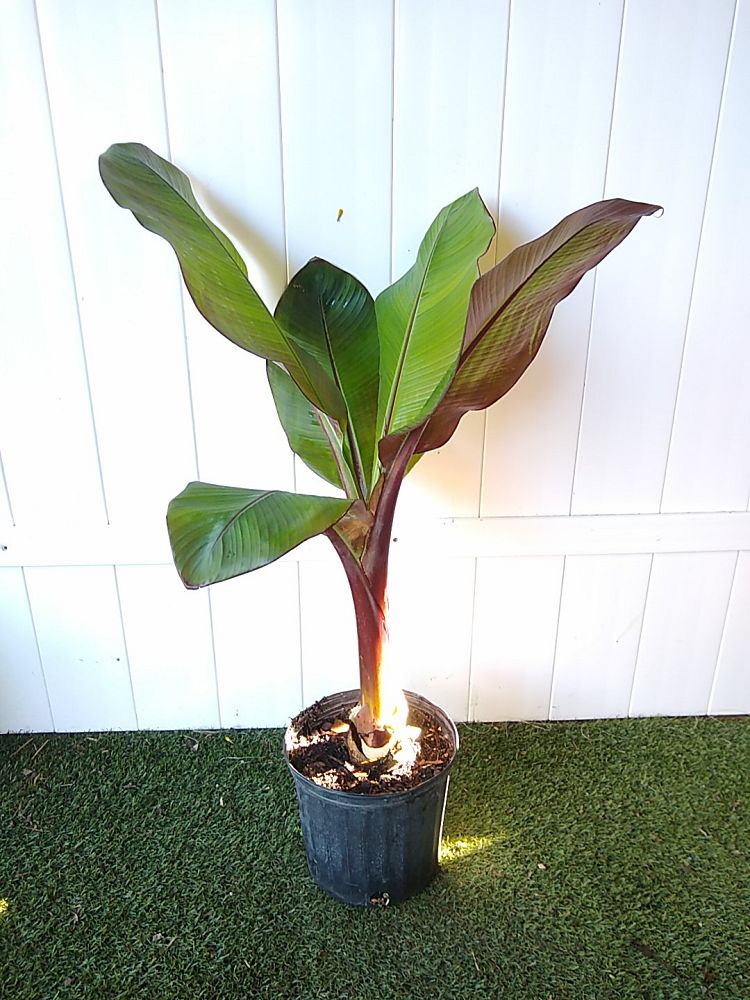 Ensete ventricosum ‘Maurelii’, Musa maurelii, Maurelii Red Banana ...