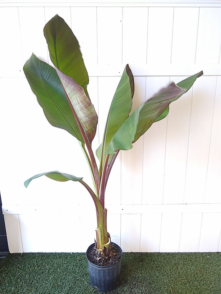 Maurelii Red Banana | PlantVine