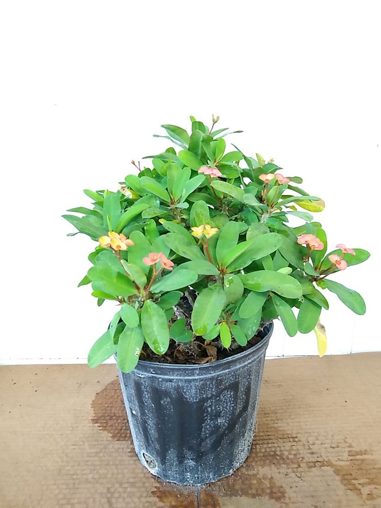 Buy Euphorbia milii 'Rosy', Crown of thorns | Free Shipping over $100