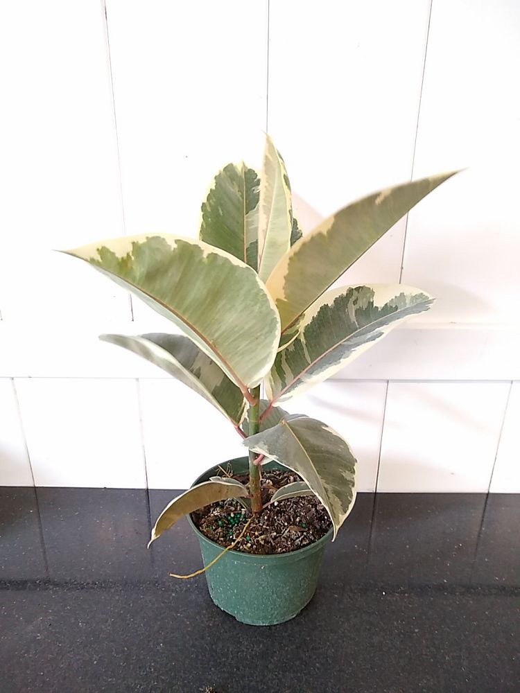 Ficus Elastica ‘tineke’ 