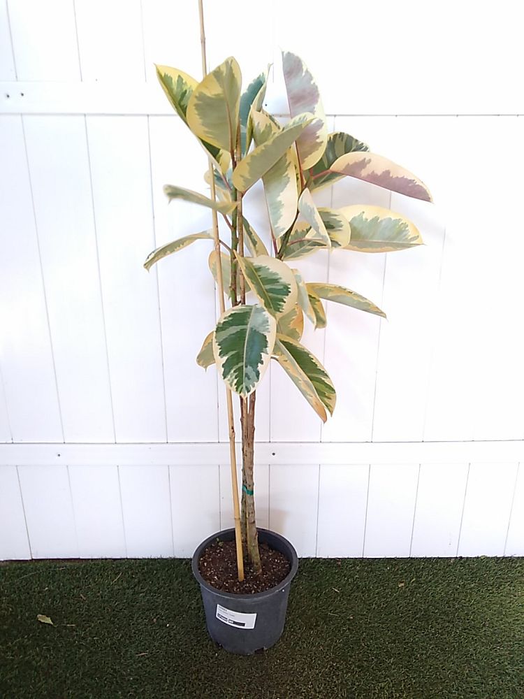 Ficus elastica ‘Tineke’ | PlantVine