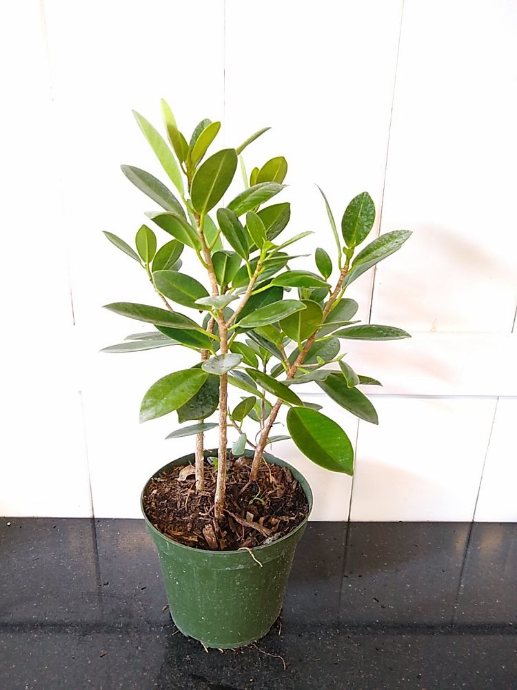 Ficus microcarpa ‘Green Island’, Ficus ‘Green Island’ | PlantVine