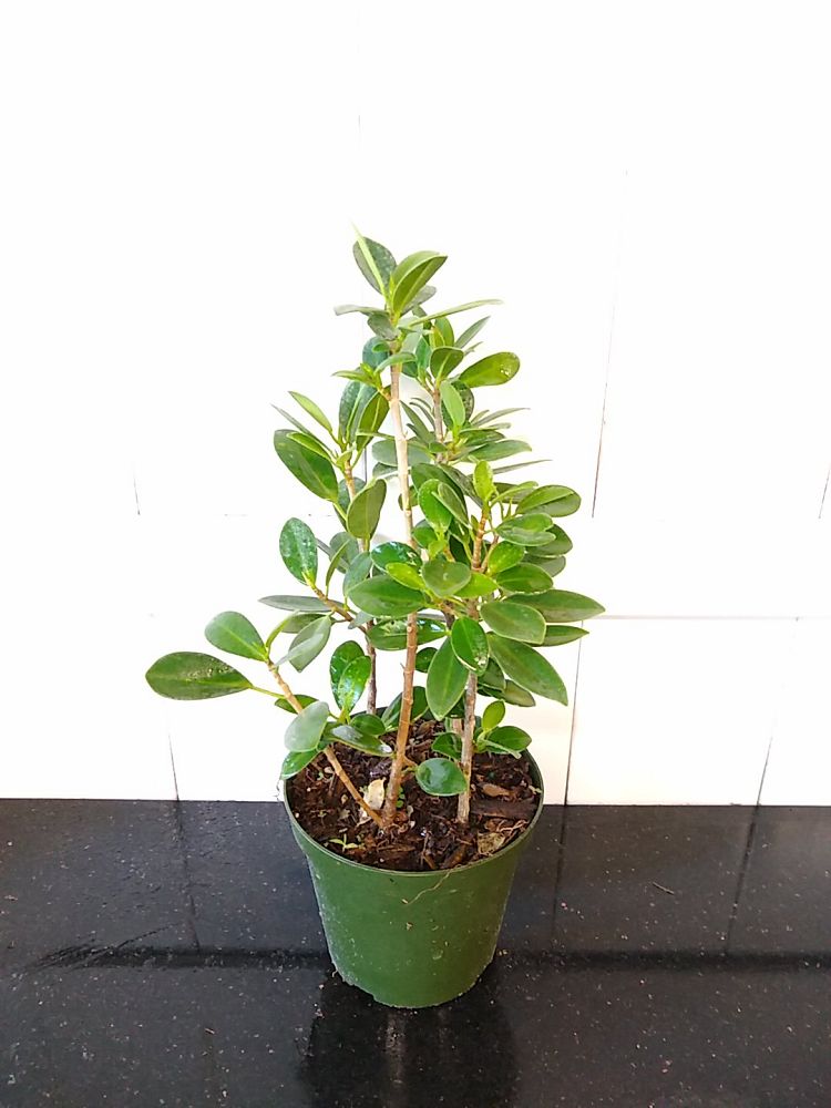 Ficus microcarpa ‘Green Island’, Ficus ‘Green Island’ | PlantVine