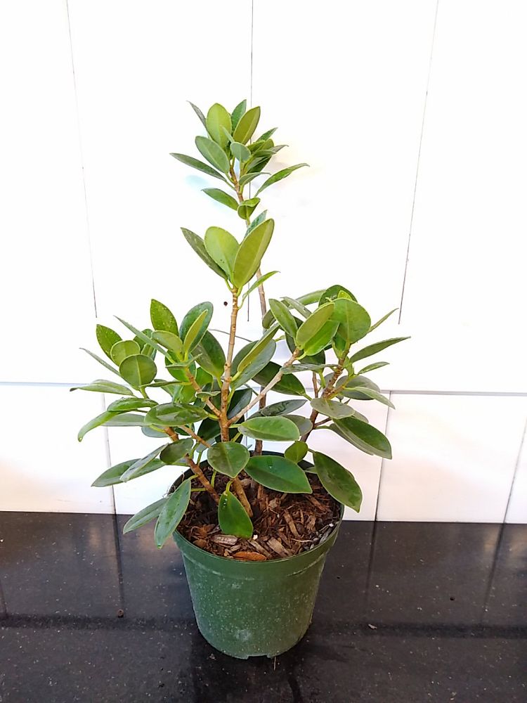 Ficus microcarpa ‘Green Island’, Ficus ‘Green Island’ | PlantVine