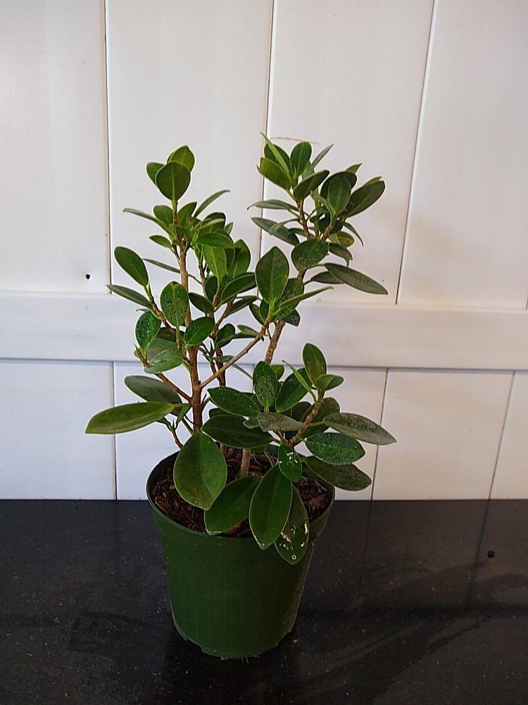 Ficus microcarpa ‘Green Island’, Ficus ‘Green Island’ | PlantVine