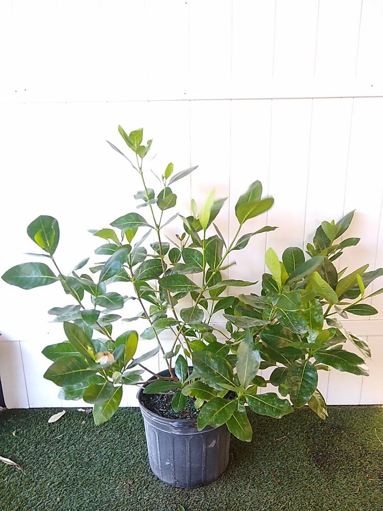 Tahitian Gardenia | PlantVine