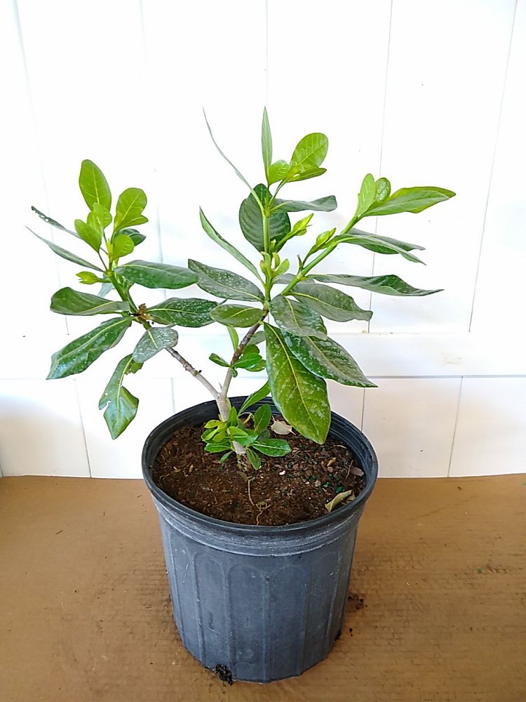 Buy Gardenia taitensis, Tahitian Gardenia | Free Shipping over $100