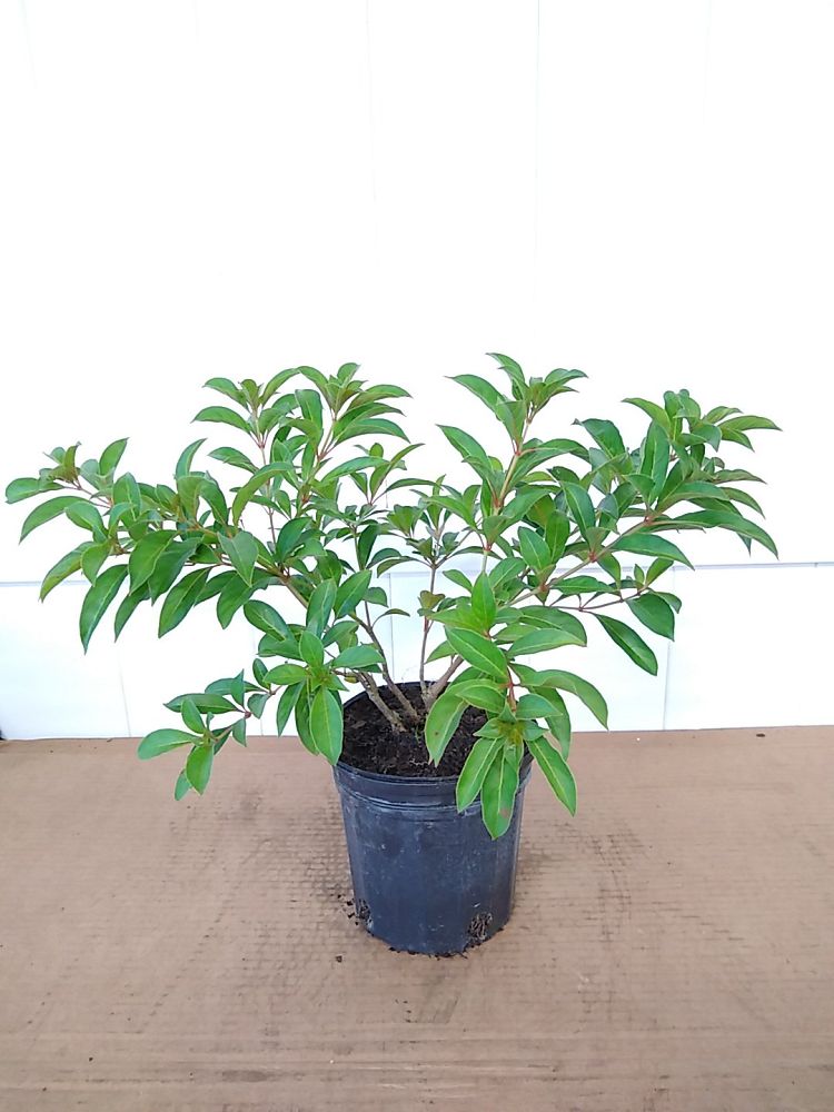 Buy Hamelia patens 'Nodosa', Dwarf Firebush, Hummingbird ...