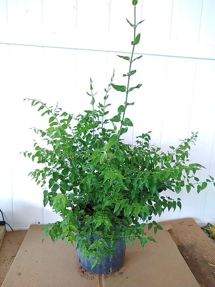 Buy Jasminum multiflorum, Jasmine Pubescens, Downy Jasmine | Free ...