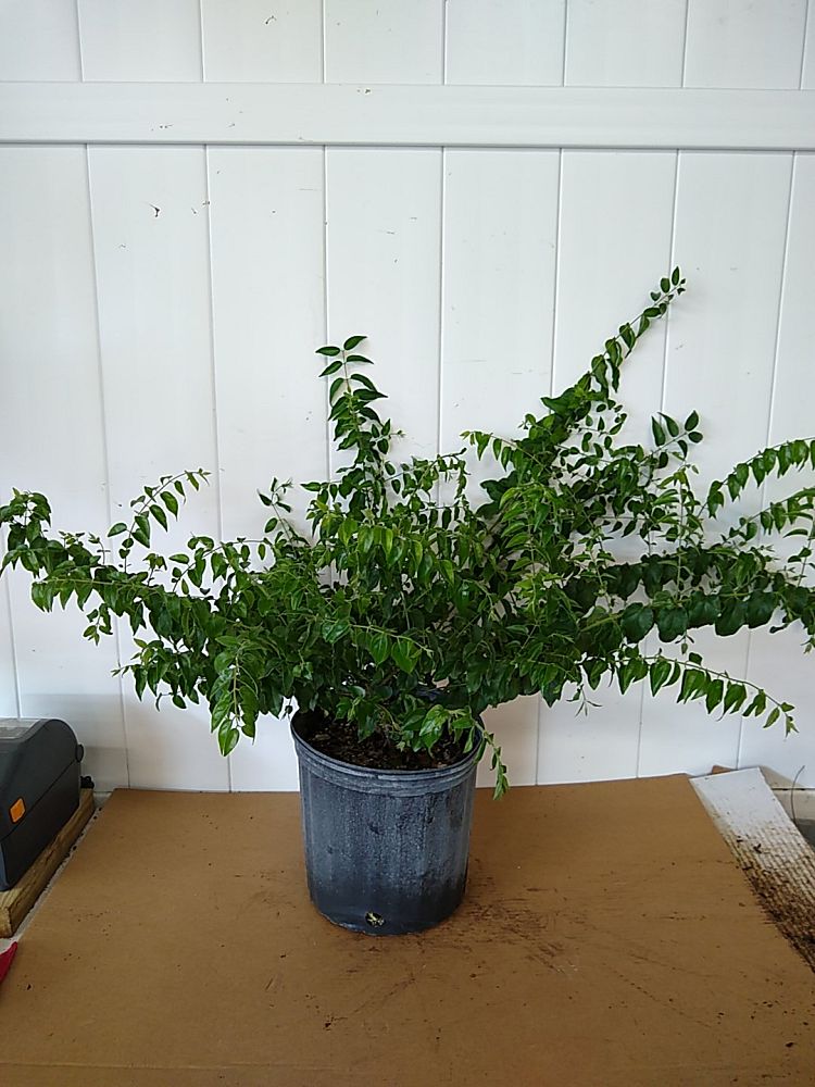 Buy Jasminum multiflorum, Jasmine Pubescens, Downy Jasmine | Free ...