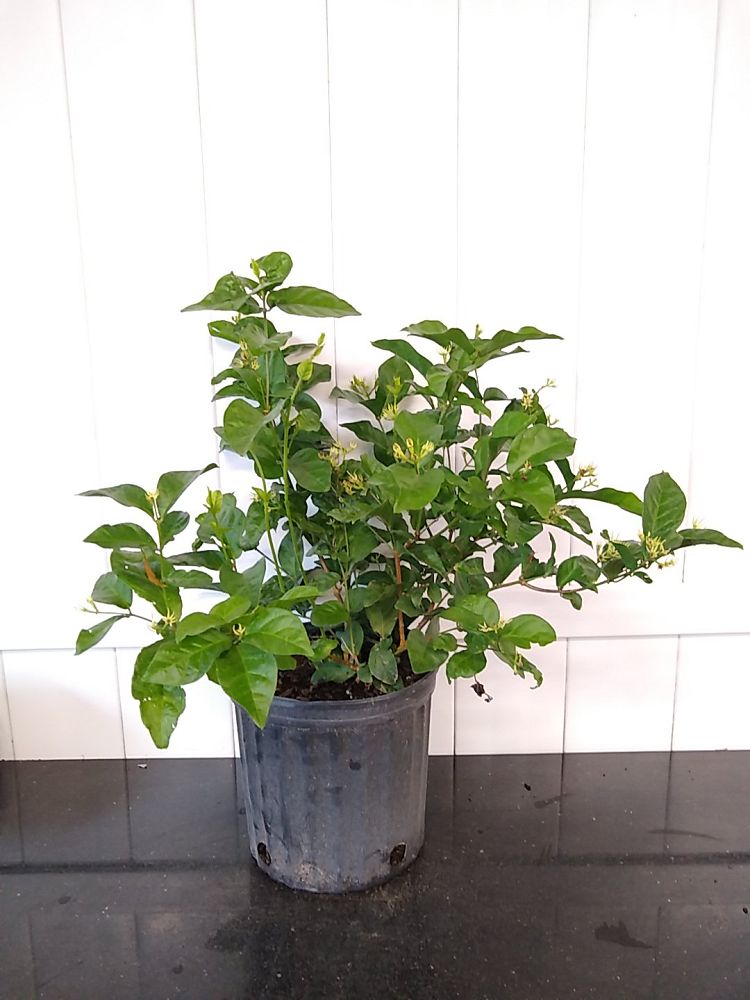 Buy Jasminum Sambac, Arabian Jasmine Plant Online | Get 10% OFF