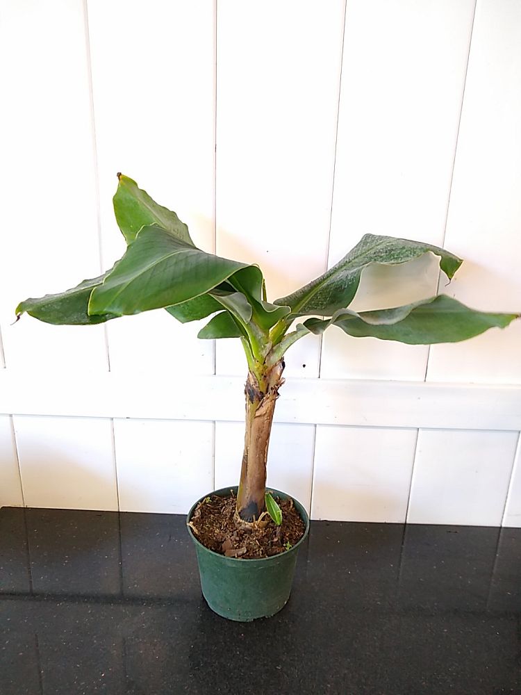 Musa acuminata ‘Super Dwarf Banana’ | PlantVine