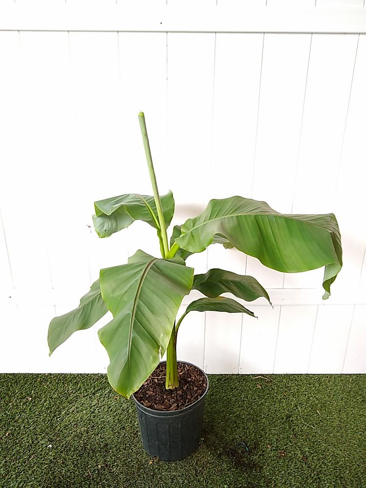 Musa acuminata ‘Super Dwarf Banana’ | PlantVine