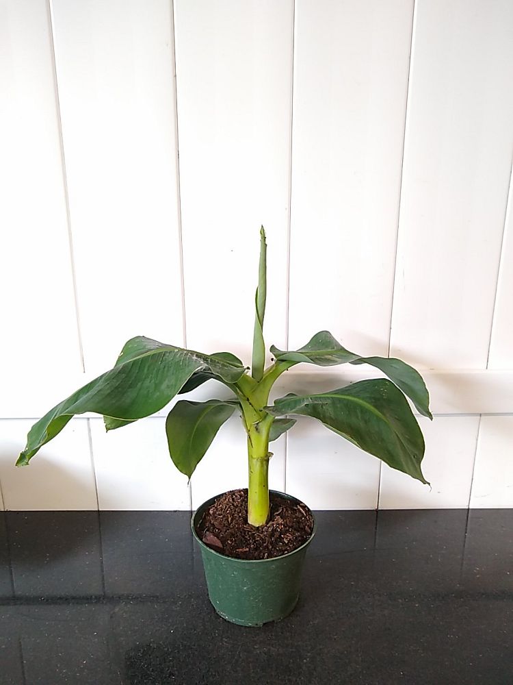 Musa acuminata ‘Super Dwarf Banana’ | PlantVine