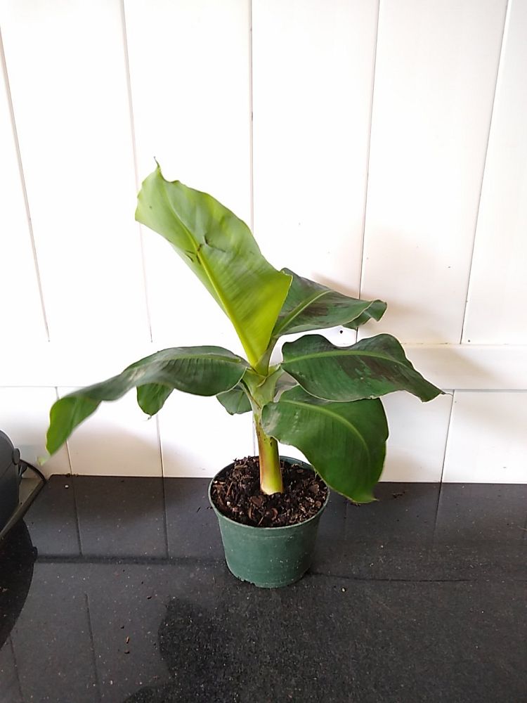 Musa acuminata ‘Super Dwarf Banana’ | PlantVine