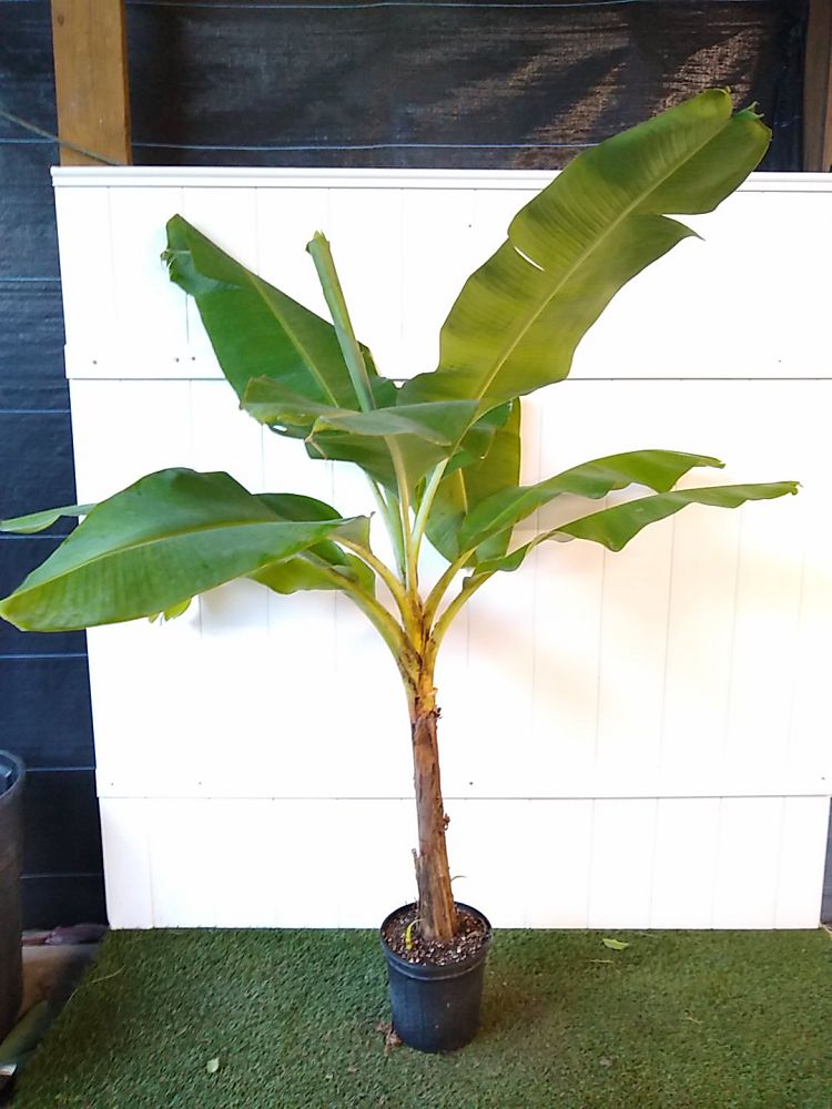 Super Dwarf Cavendish Banana | PlantVine