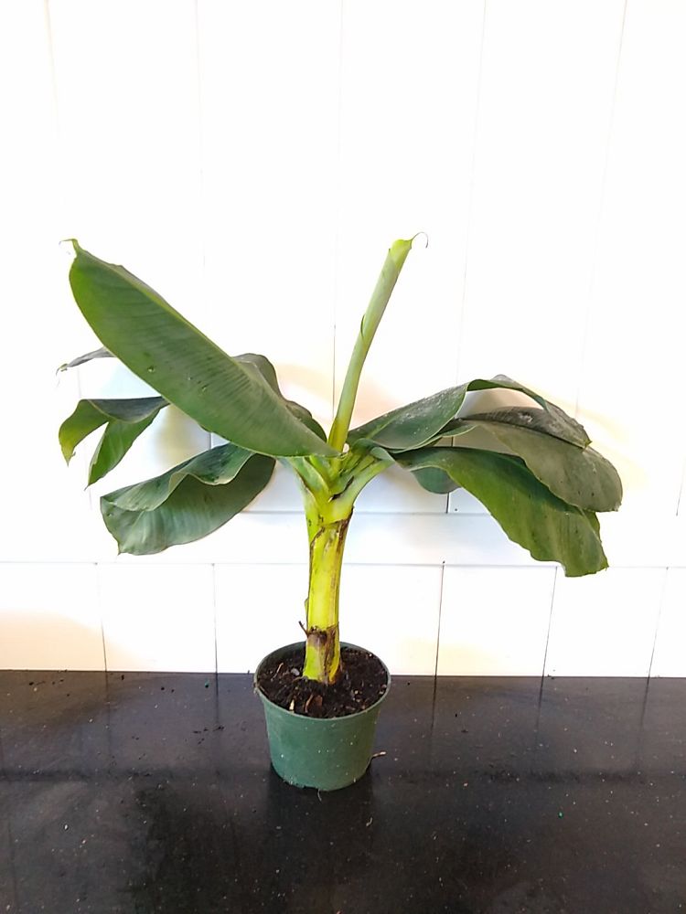 Super Dwarf Cavendish Banana | PlantVine