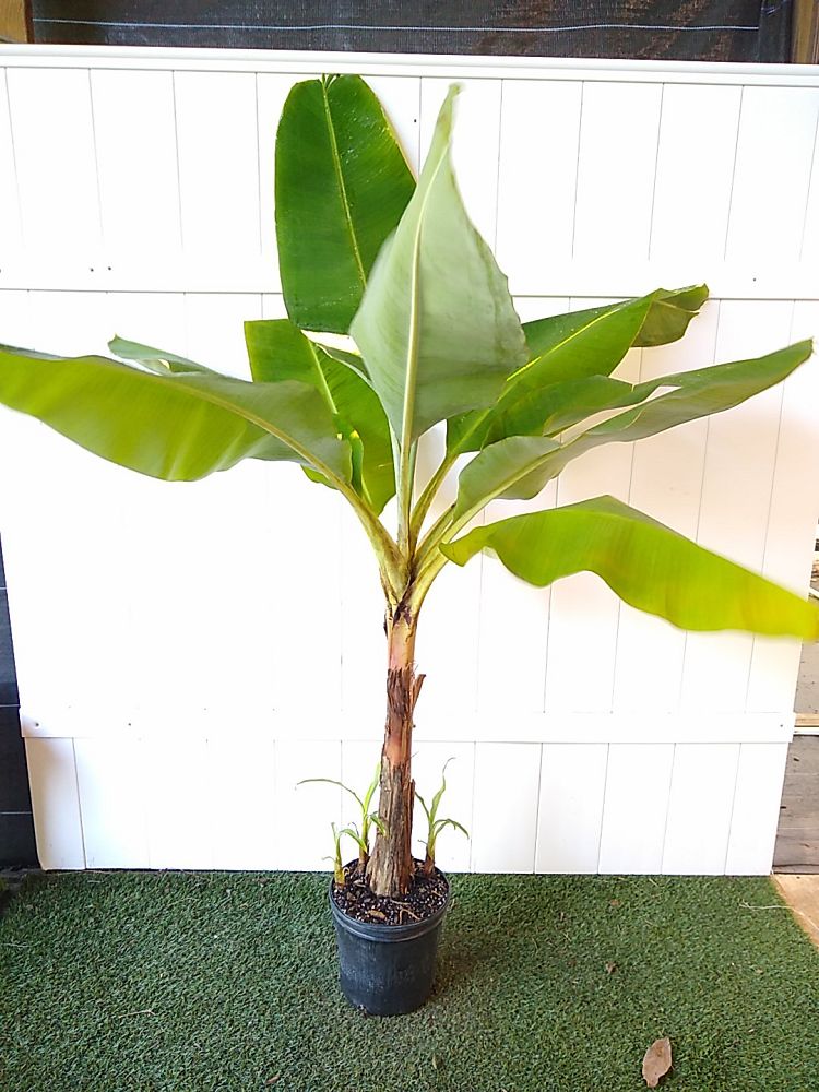 Super Dwarf Cavendish Banana | PlantVine