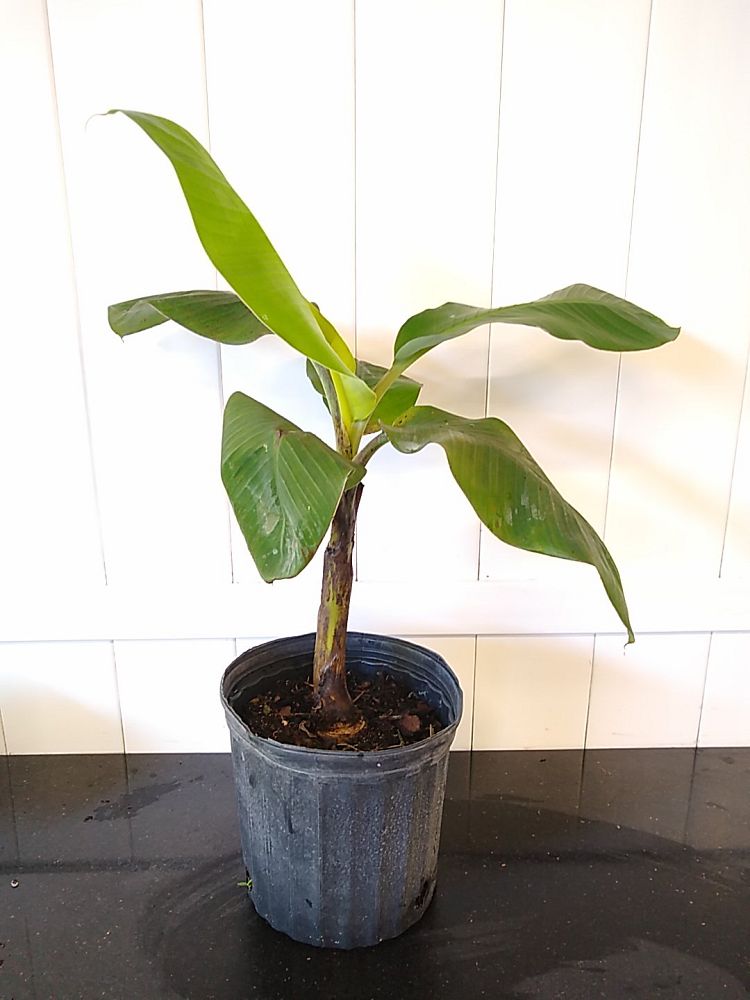 Super Dwarf Cavendish Banana | PlantVine