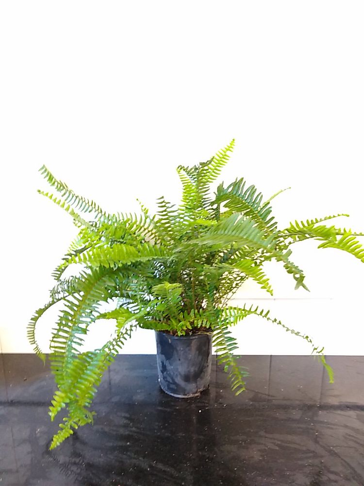 Nephrolepis obliterata, Kimberly Queen Fern | PlantVine