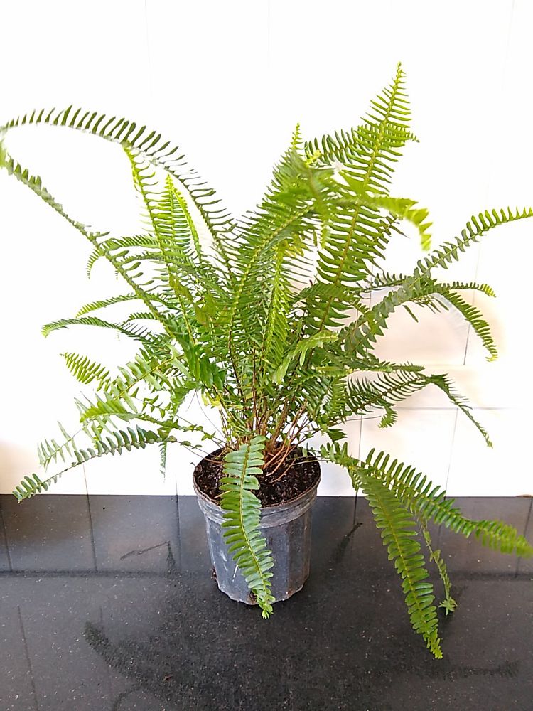 Nephrolepis Obliterata, Kimberly Queen Fern 