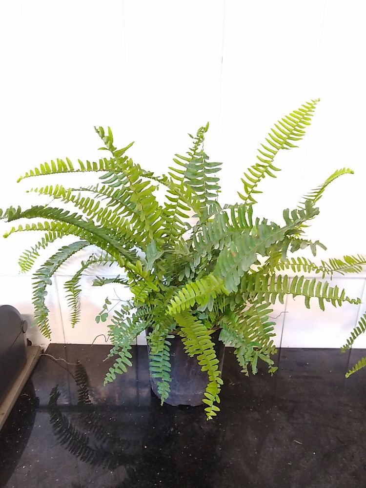 Kimberly Queen Fern | PlantVine